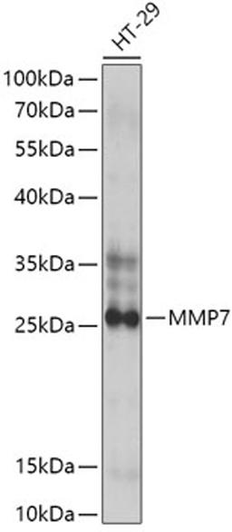 Western blot - MMP7 antibody (A0695)