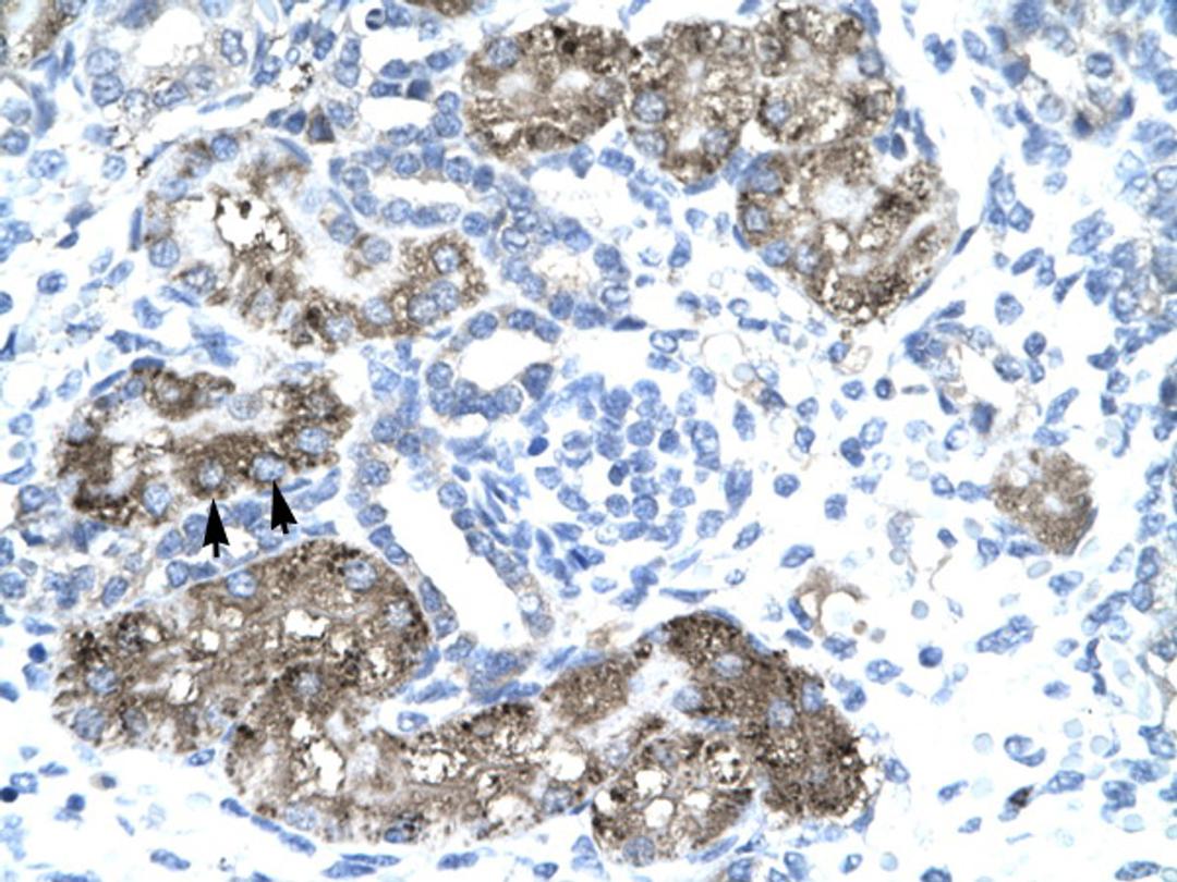 Antibody used in IHC on Human kidney.