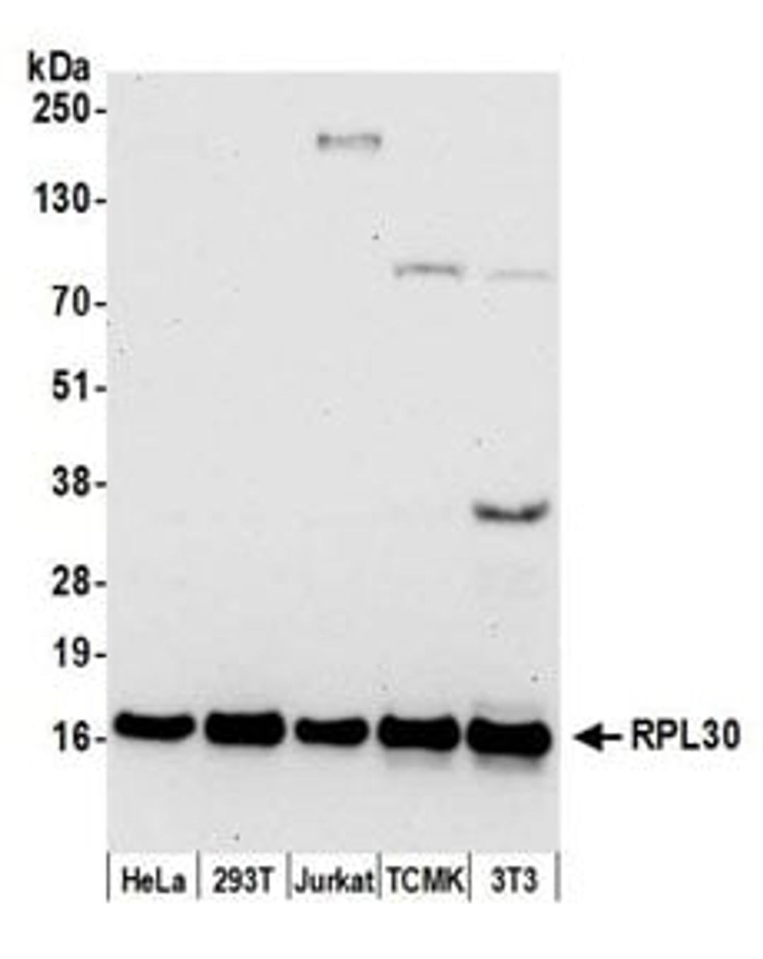 Detection of human and mouse RPL30 by western blot.