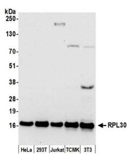 Detection of human and mouse RPL30 by western blot.