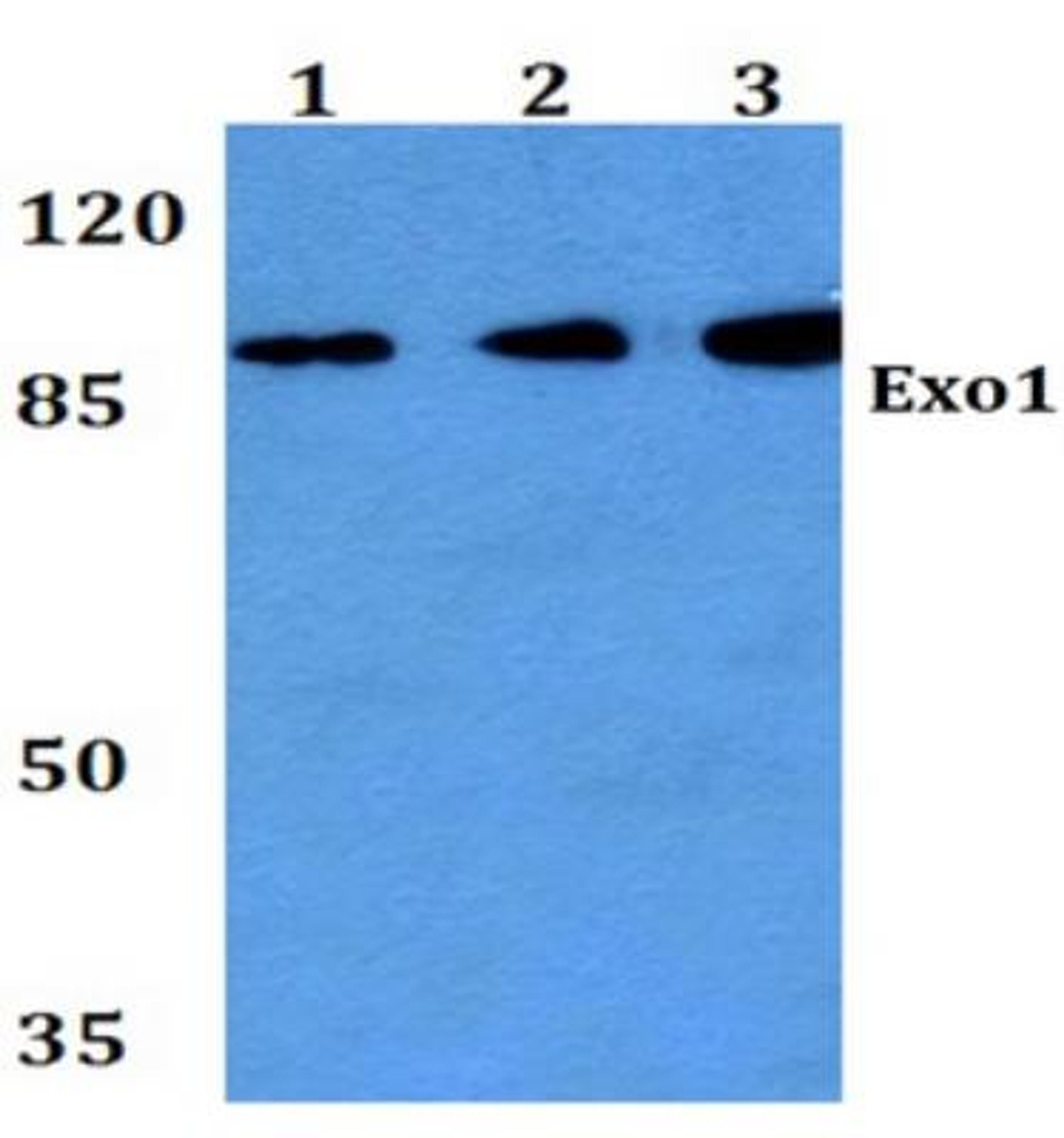 Western Blot: Exonuclease 1 Antibody [NBP1-19709] - Lane1:HEK293T whole cell lysate. Lane2:sp2/0 whole cell lysate.  Lane3:PC12 whole cell lysate.