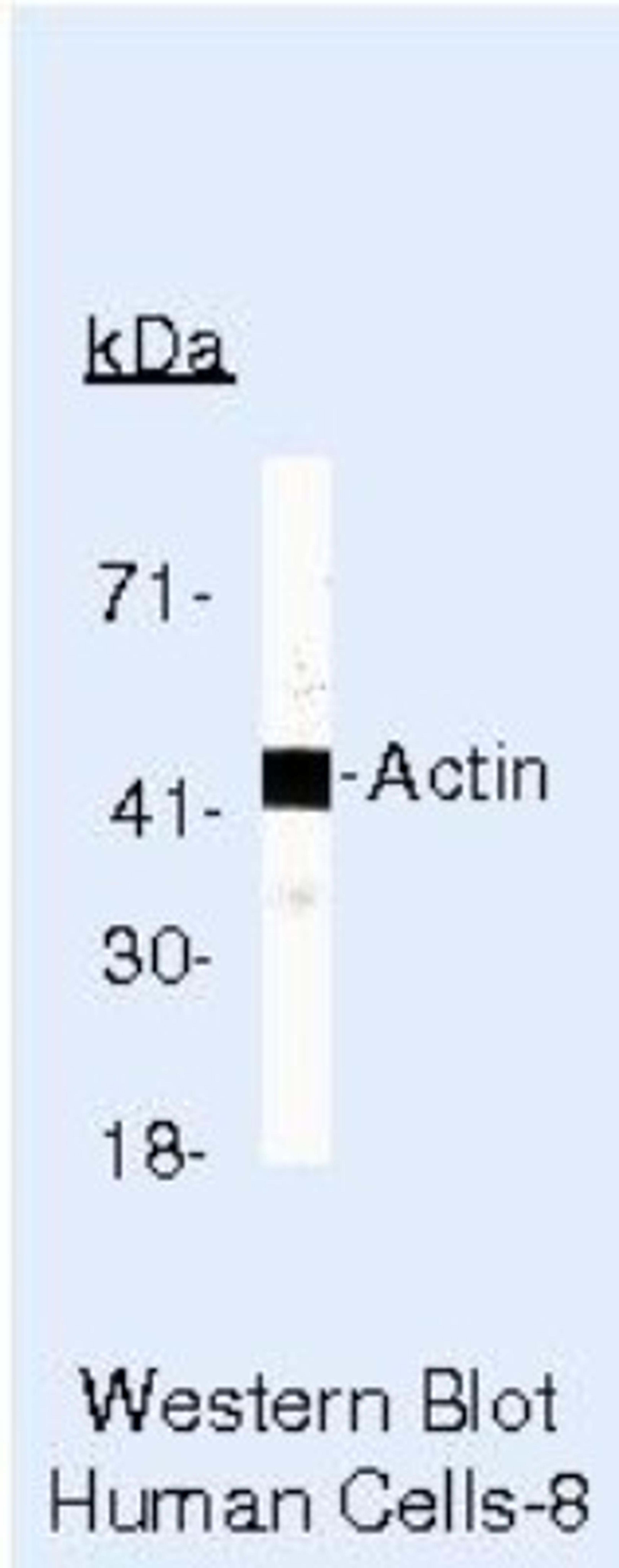 Western Blot: pan Actin Antibody (ACTN05 (C4)) [NB600-535] - Analysis of HeLa Cells.