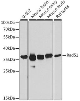 Western blot - Rad51 antibody (A6268)