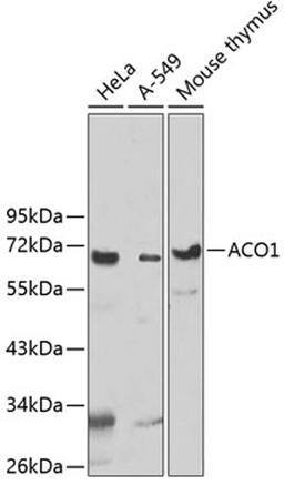 Western blot - UTP3 antibody (A5995)