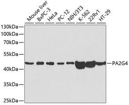 Western blot - PA2G4 antibody (A5376)