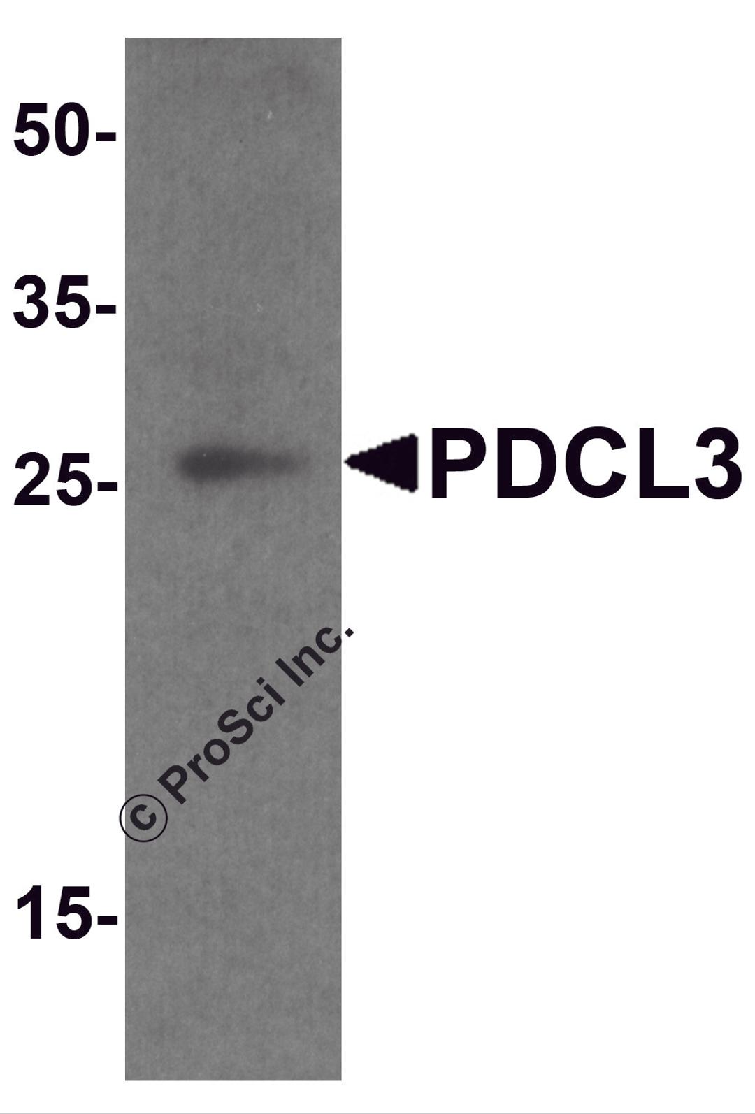 Western blot analysis of PDCL3 in human brain tissue lysate with PDCL3 antibody at 1 μg/ml.