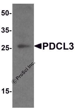 Western blot analysis of PDCL3 in human brain tissue lysate with PDCL3 antibody at 1 μg/ml.