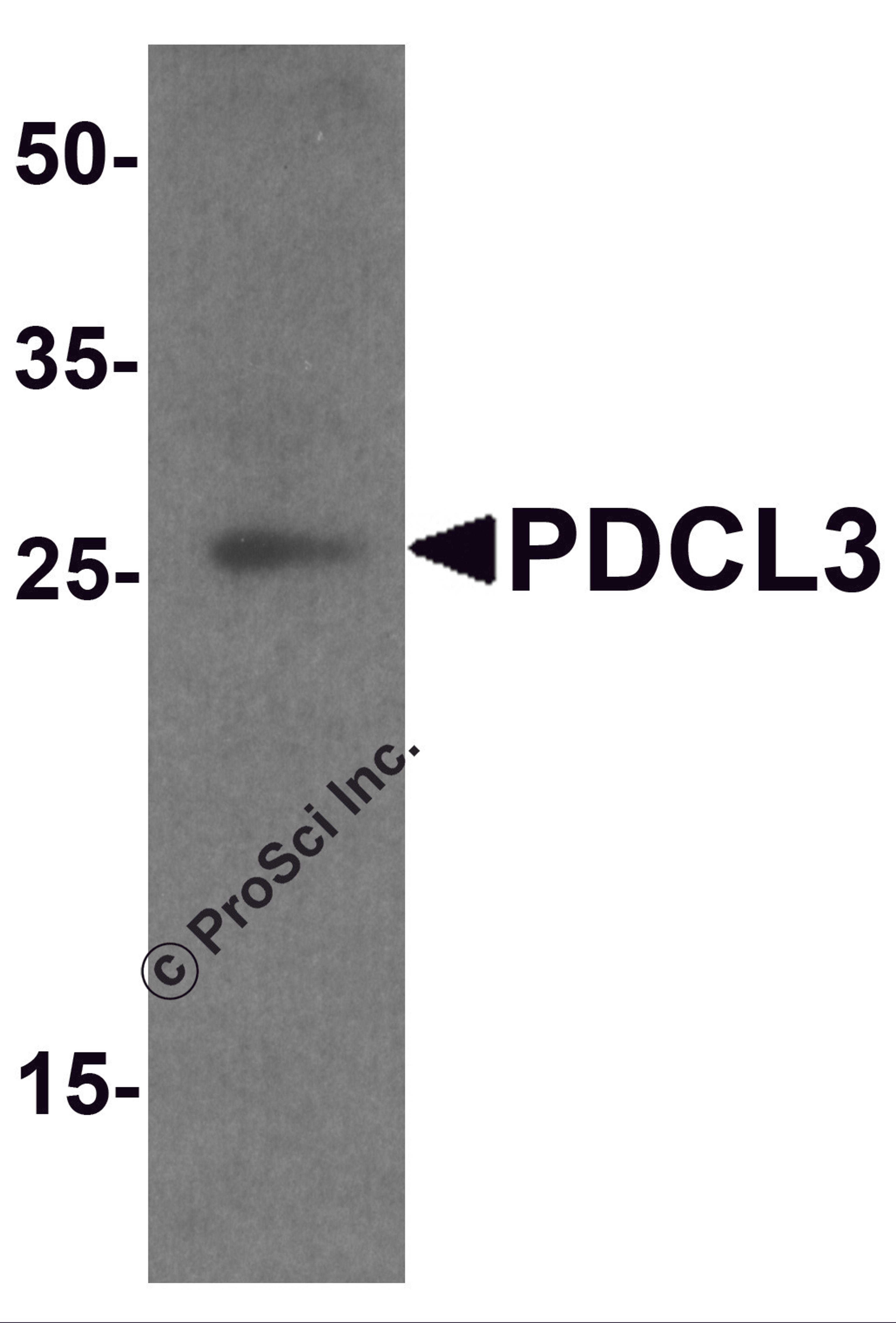 Western blot analysis of PDCL3 in human brain tissue lysate with PDCL3 antibody at 1 μg/ml.