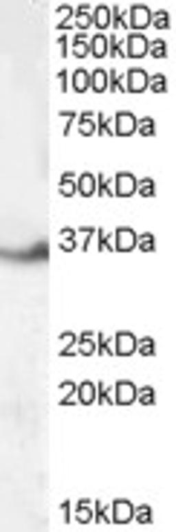 45-823 (0.1ug/ml) staining of Human Kidney lysate (35ug protein in RIPA buffer). Primary incubation was 1 hour. Detected by chemiluminescence.