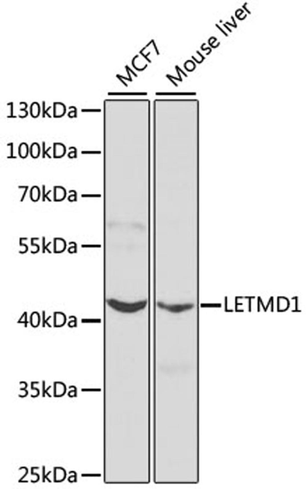 Western blot - LETMD1 antibody (A2147)