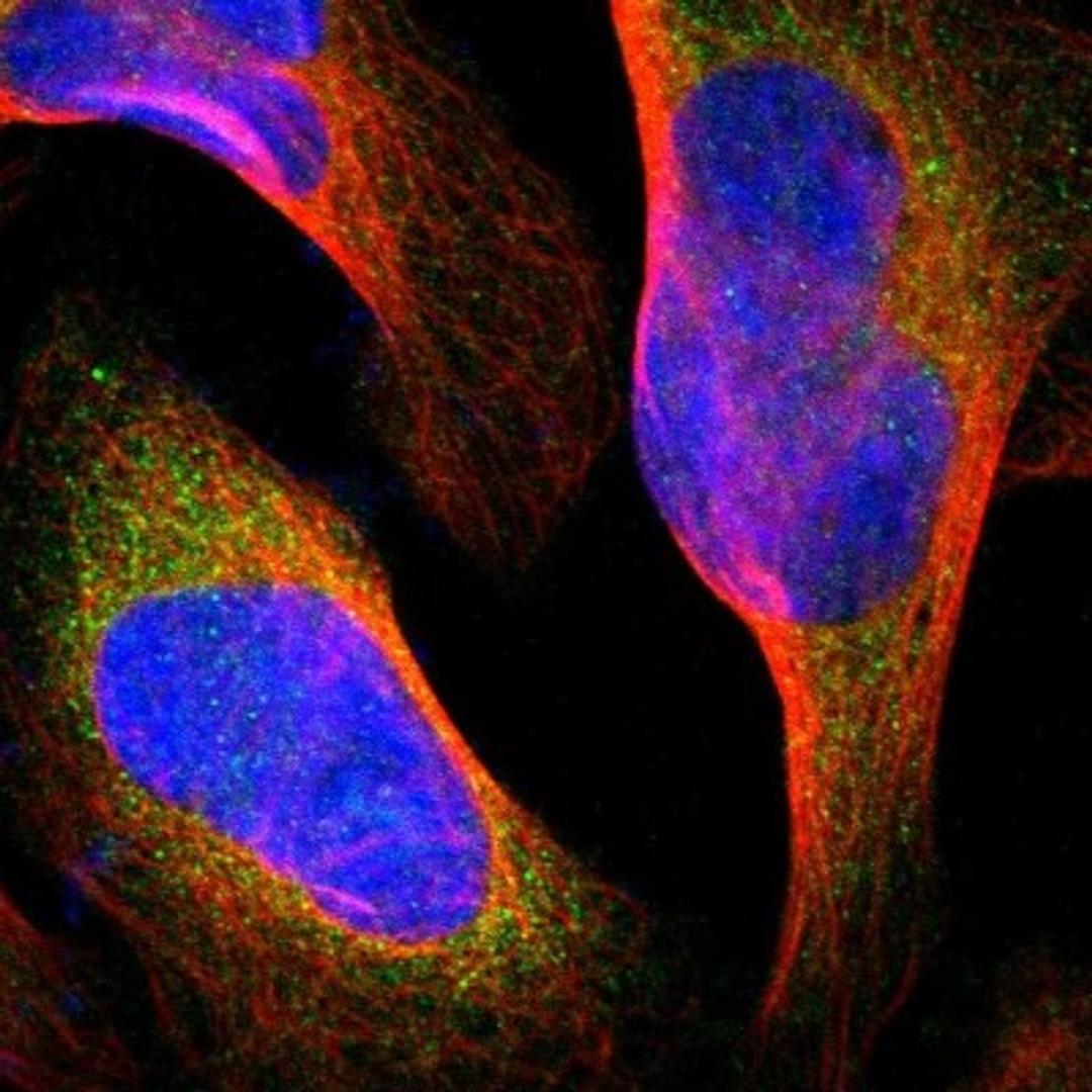 Immunocytochemistry/Immunofluorescence: FMNL1 Antibody [NBP1-88460] - Staining of human cell line U-2 OS shows positivity in cytoplasm.