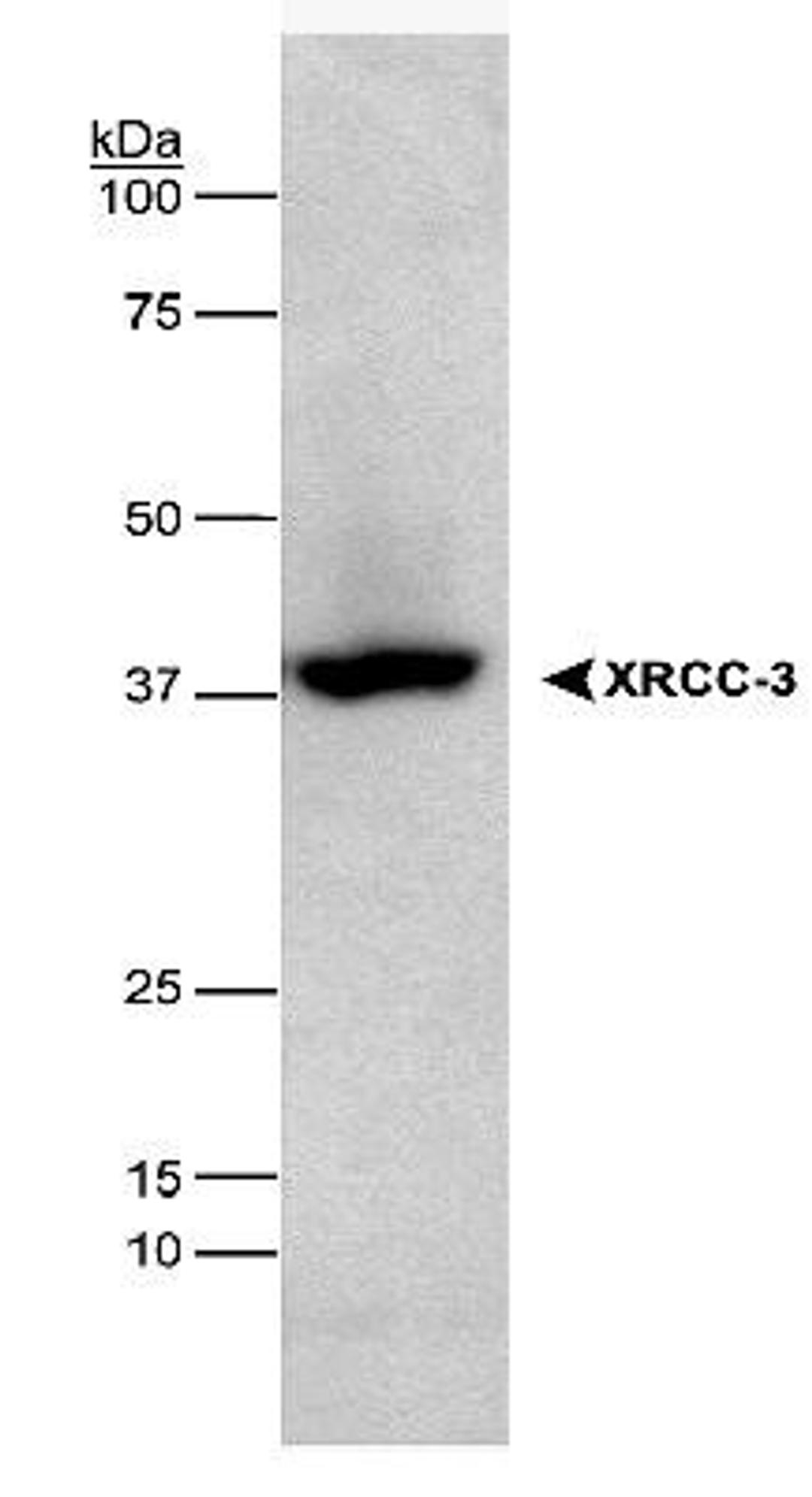 Western Blot: XRCC3 Antibody (10F1/6) [NB100-180] - XRCC3 detected in HEK293 lysates using a 1:1,000 dilution of Protein A purified NB100-180. Photo courtesy of B.T. Bennett & K. Knight of University of Massachusetts Medical School.