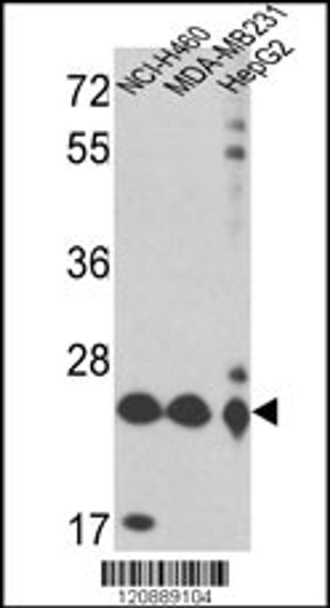 Western blot analysis of PRDX3 Antibody in NCI-H460,MDA-MB231,HepG2 cell line lysates (35ug/lane)(2ug/ml)