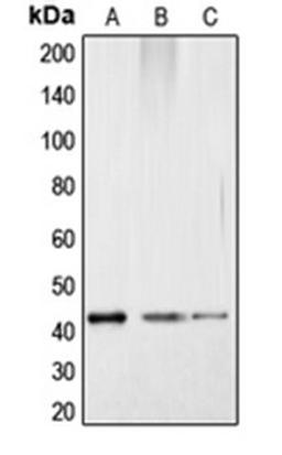 Western blot analysis of HepG2 colchicine-treated (Lane 1), mouse kidney (Lane 2), rat kidney (Lane 3) whole cell lysates using CREB1 antibody