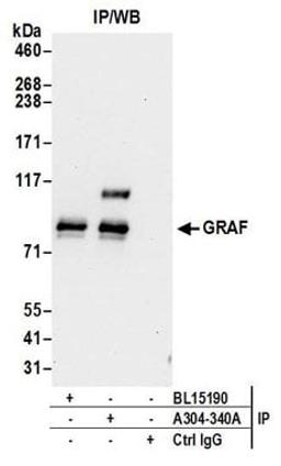 Detection of human GRAF by western blot of immunoprecipitates.