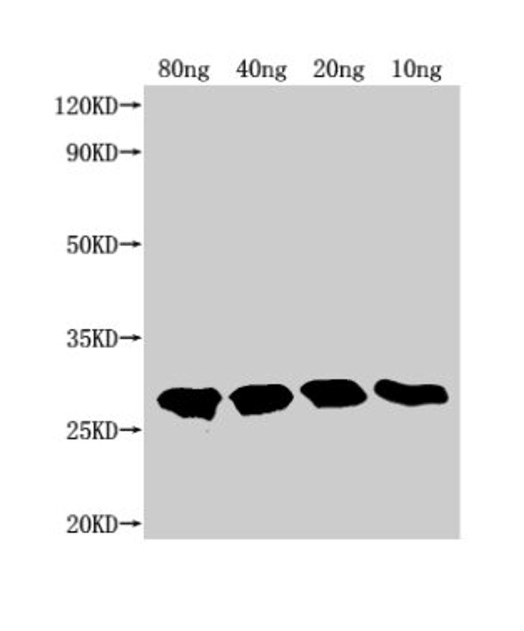 Western Blot. Positive WB detected in Recombinant protein. All lanes: TTYH2 antibody at 1:2000. Secondary. Goat polyclonal to rabbit IgG at 1/50000 dilution. Predicted band size: 22.9 kDa. Observed band size: 28 kDa.