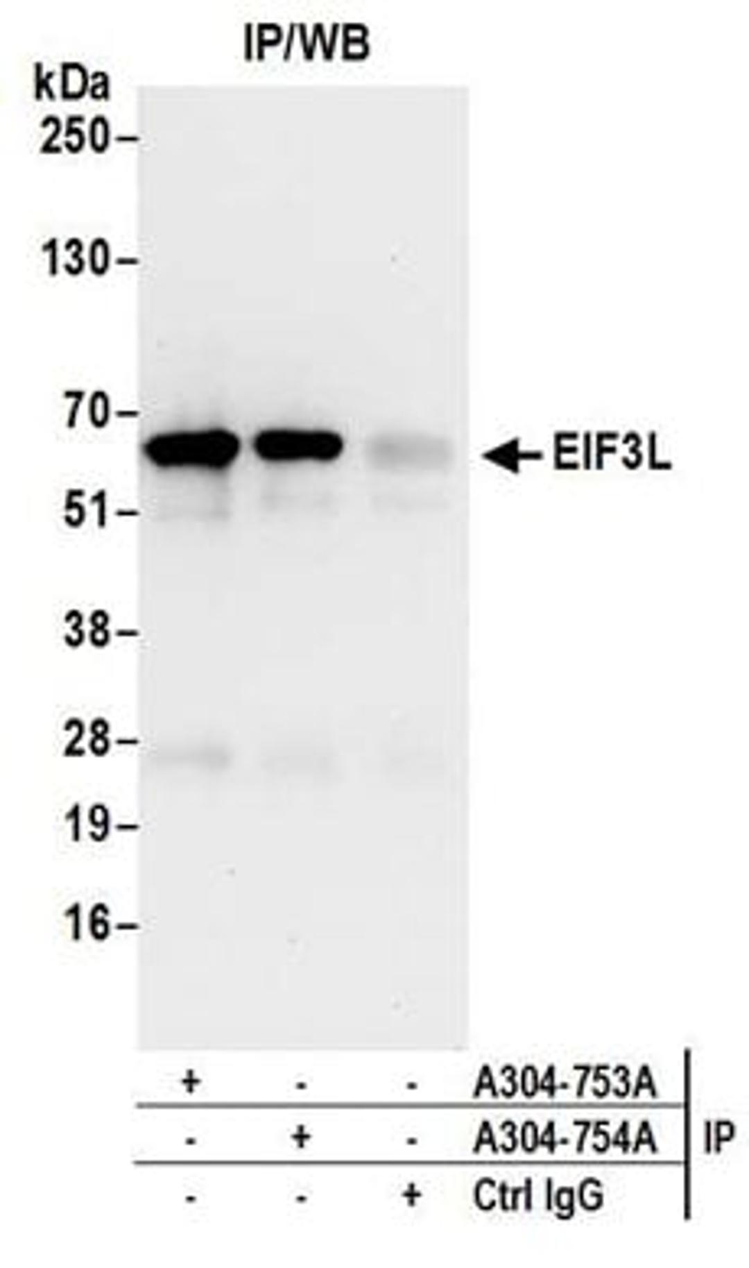 Detection of human EIF3L by western blot of immunoprecipitates.