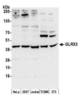 Detection of human and mouse GLRX3 by western blot.