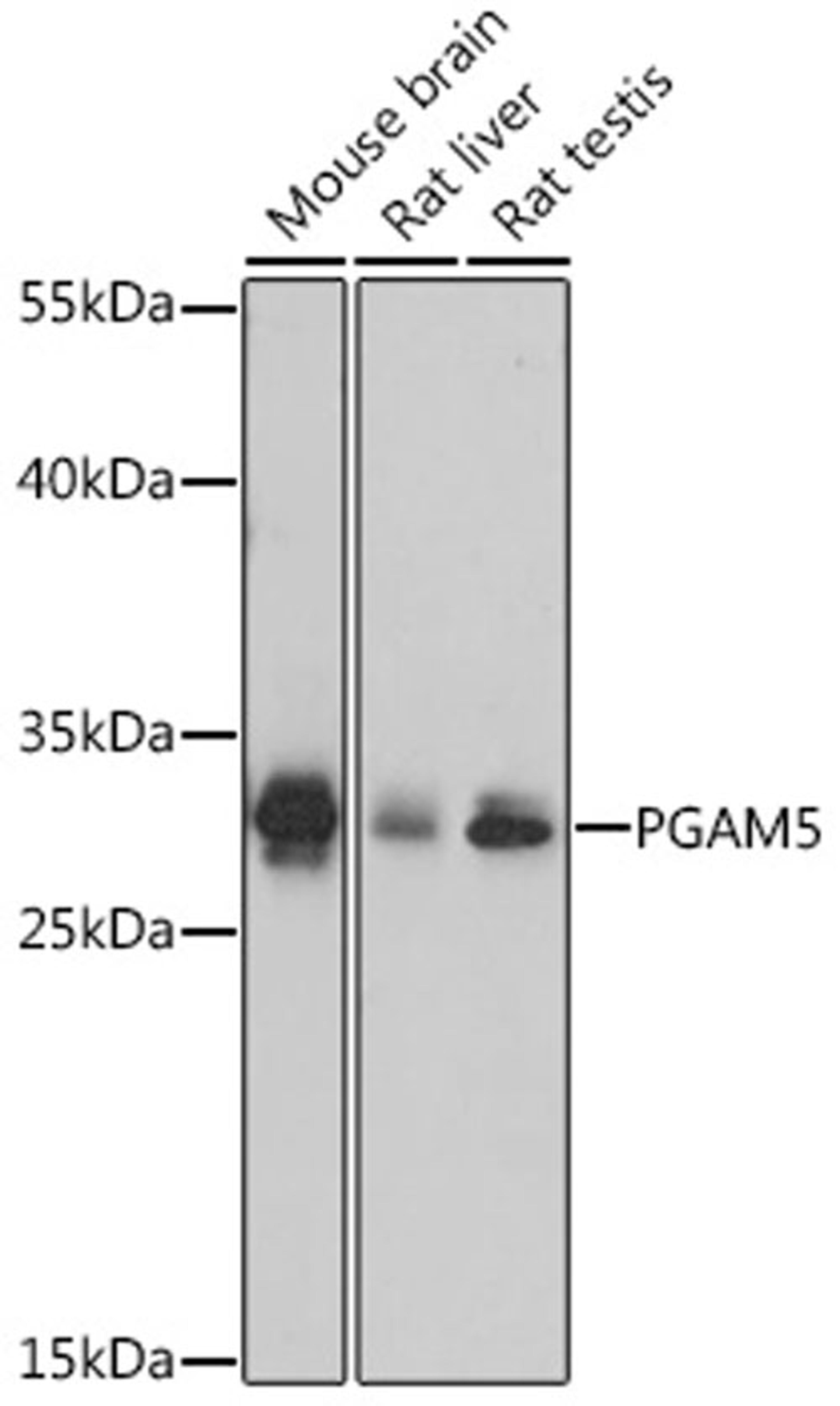 Western blot - PGAM5 antibody (A16022)