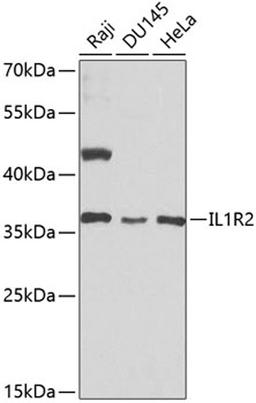 Western blot - IL1R2 antibody (A1899)