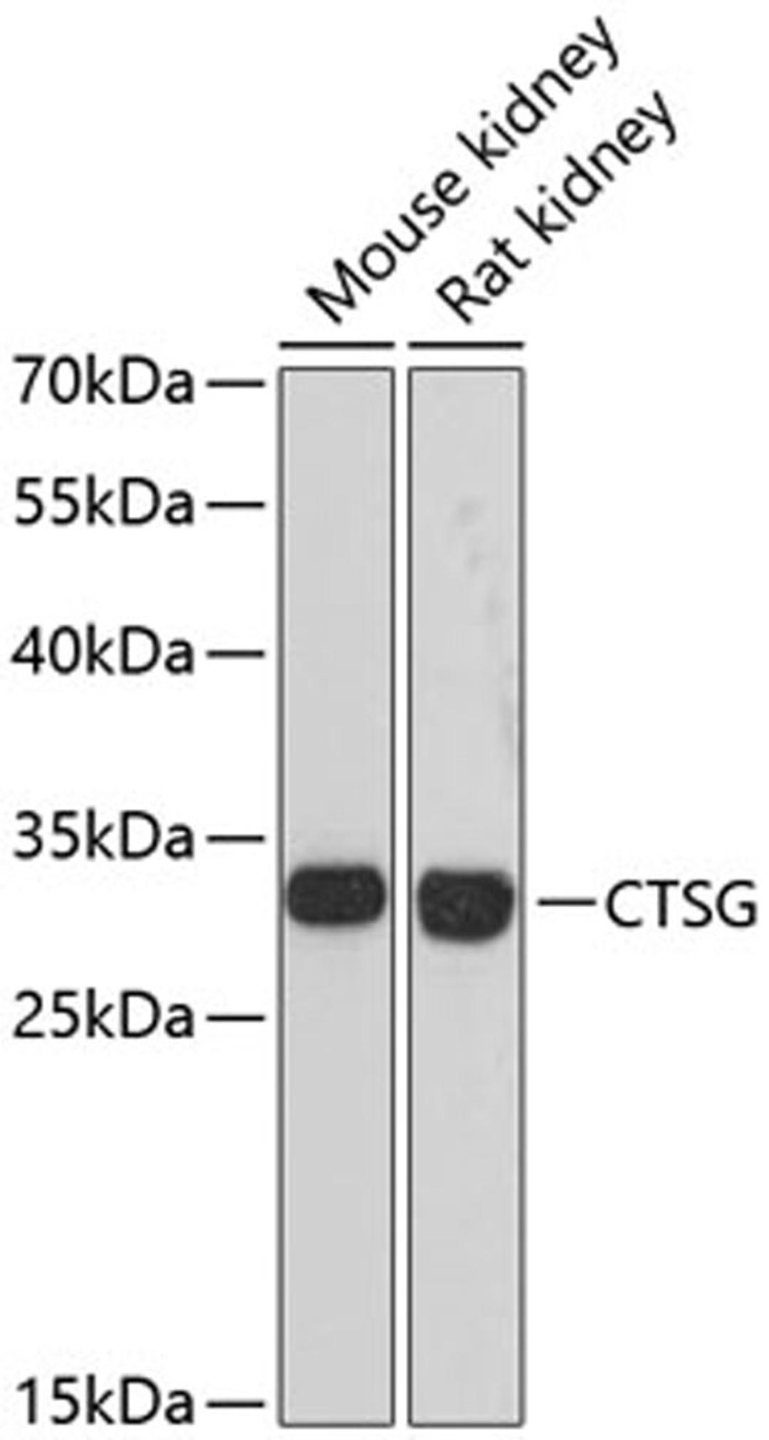 Western blot - CTSG antibody (A13172)