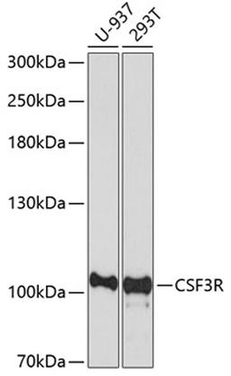 Western blot - CSF3R antibody (A7661)