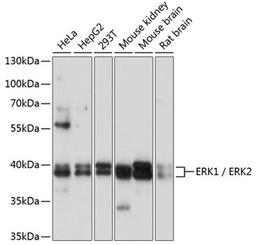 Western blot - ERK1 / ERK2 antibody (A16686)