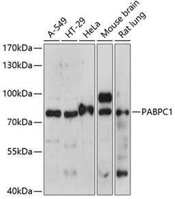 Western blot - PABPC1 antibody (A14872)