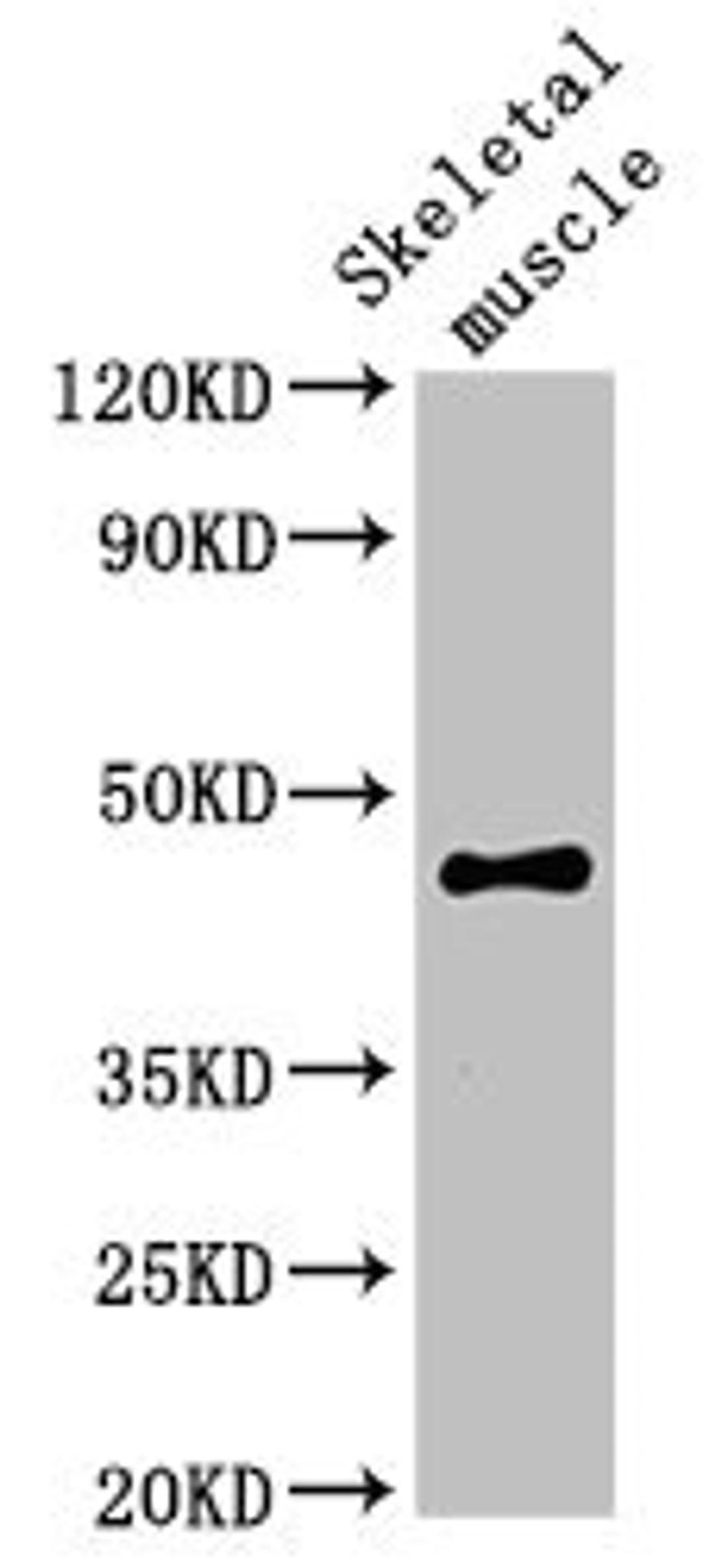 Western Blot. Positive WB detected in: Rat skeletal muscle tissue. All lanes: OLFML3 antibody at 2ug/ml. Secondary. Goat polyclonal to rabbit IgG at 1/50000 dilution. Predicted band size: 47, 44, 33 kDa. Observed band size: 47 kDa. 