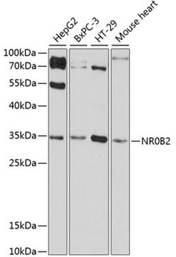 Western blot - NR0B2 antibody (A16454)