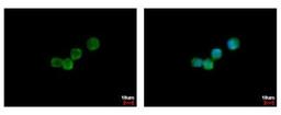 Immunocytochemistry/Immunofluorescence: G-CSF R/CD114 Antibody [NBP2-16629] - Immunofluorescence analysis of methanol-fixed A431, using antibody at 1:500 dilution.