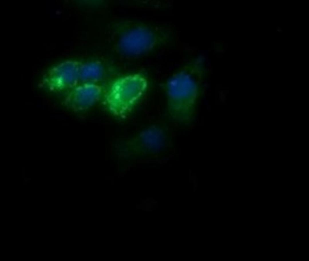 Immunofluorescence: Cytochrome C Oxidase subunit 6c Antibody (4B11) [NBP2-45645] - Analysis  of COS7 cells transiently transfected by pCMV6-ENTRY COX6C.