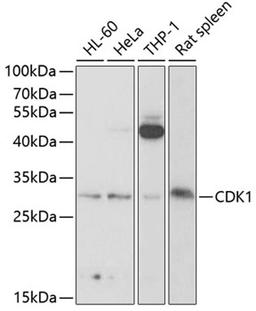 Western blot - CDK1 antibody (A2438)