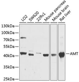 Western blot - AMT antibody (A9926)