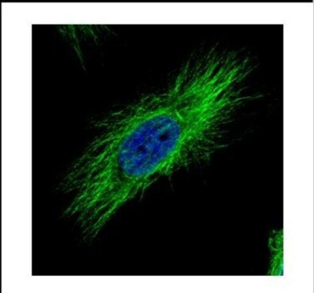 Immunocytochemistry/Immunofluorescence: Tubulin alpha-1B Antibody [NBP2-20759] - Confocal immunofluorescence analysis of methanol-fixed HeLa, using alpha Tubulin antibody (Green) at 1:500 dilution.