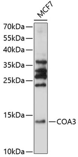 Western blot - COA3 antibody (A14585)