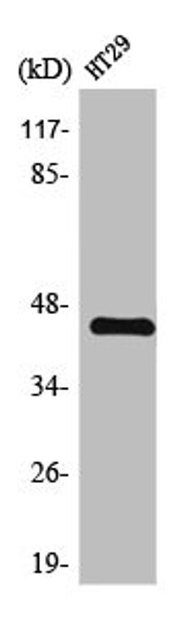Western Blot analysis of HT29 cells using TGFβ1 Polyclonal Antibody