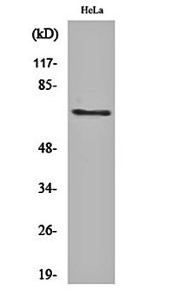 Western blot analysis of Hela cell lysates using Paxillin (phospho-Y88) antibody