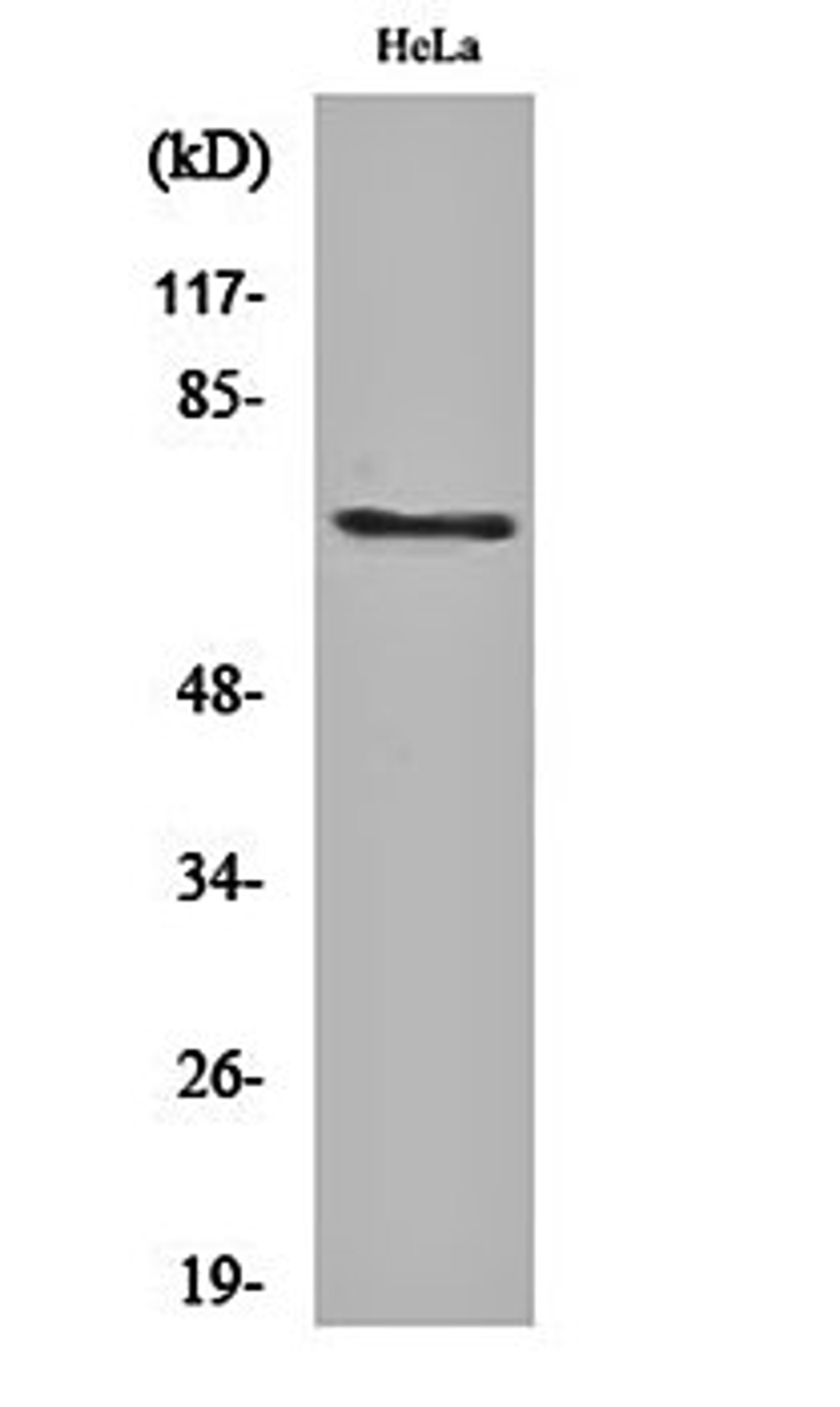 Western blot analysis of Hela cell lysates using Paxillin (phospho-Y88) antibody