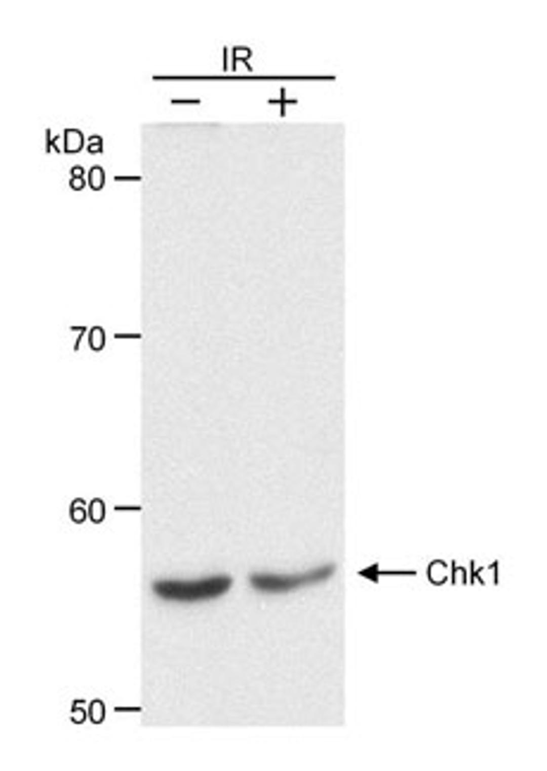 Detection of human Chk1 by western blot.