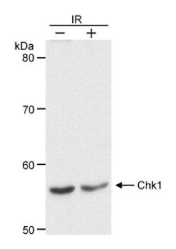 Detection of human Chk1 by western blot.