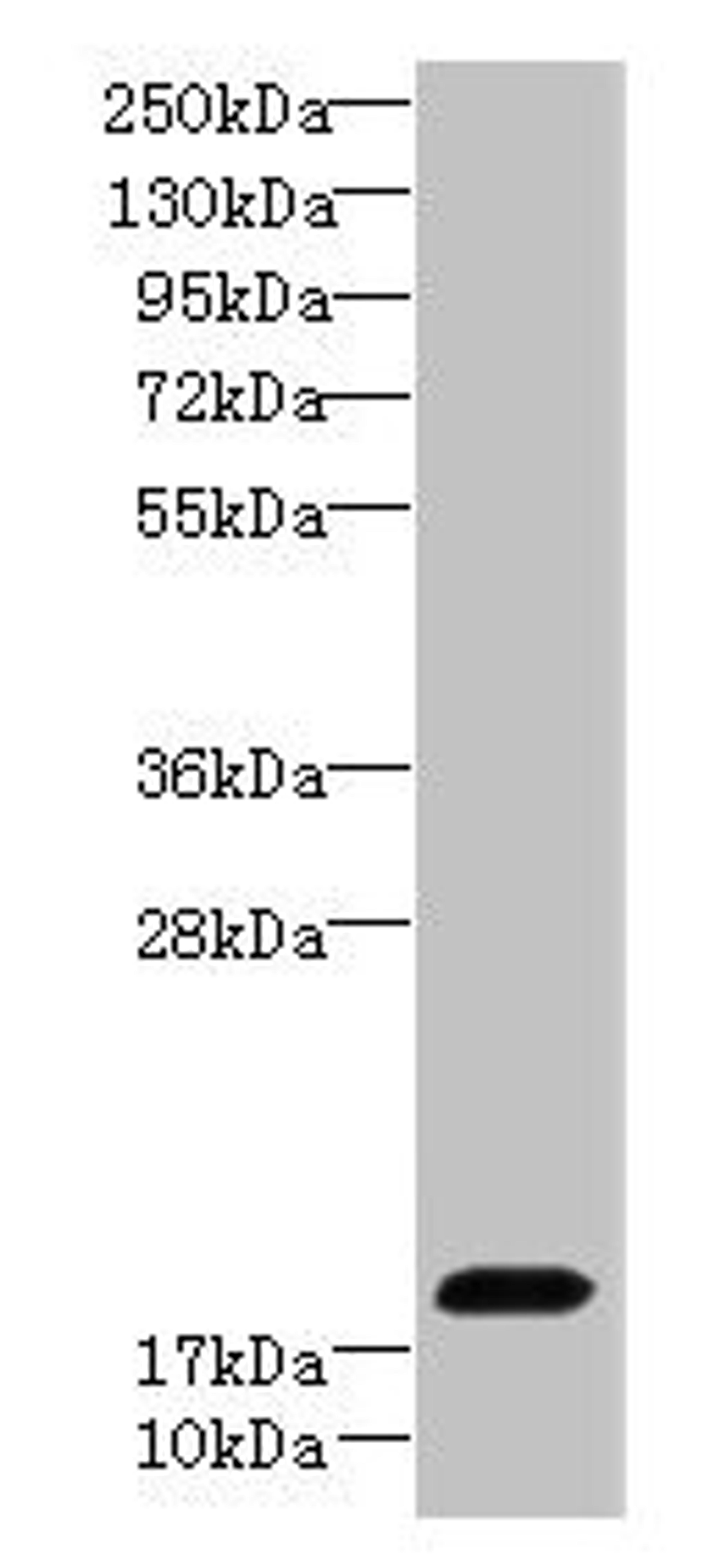 Western blot. All lanes: CIAO2A antibody at 8µg/ml + NIH/3T3 whole cell lysate. Secondary. Goat polyclonal to rabbit IgG at 1/10000 dilution. Predicted band size: 19, 12 kDa. Observed band size: 19 kDa