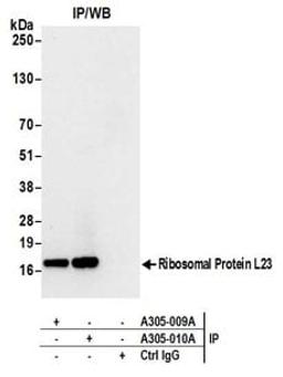 Detection of human Ribosomal Protein L23 by western blot of immunoprecipitates.