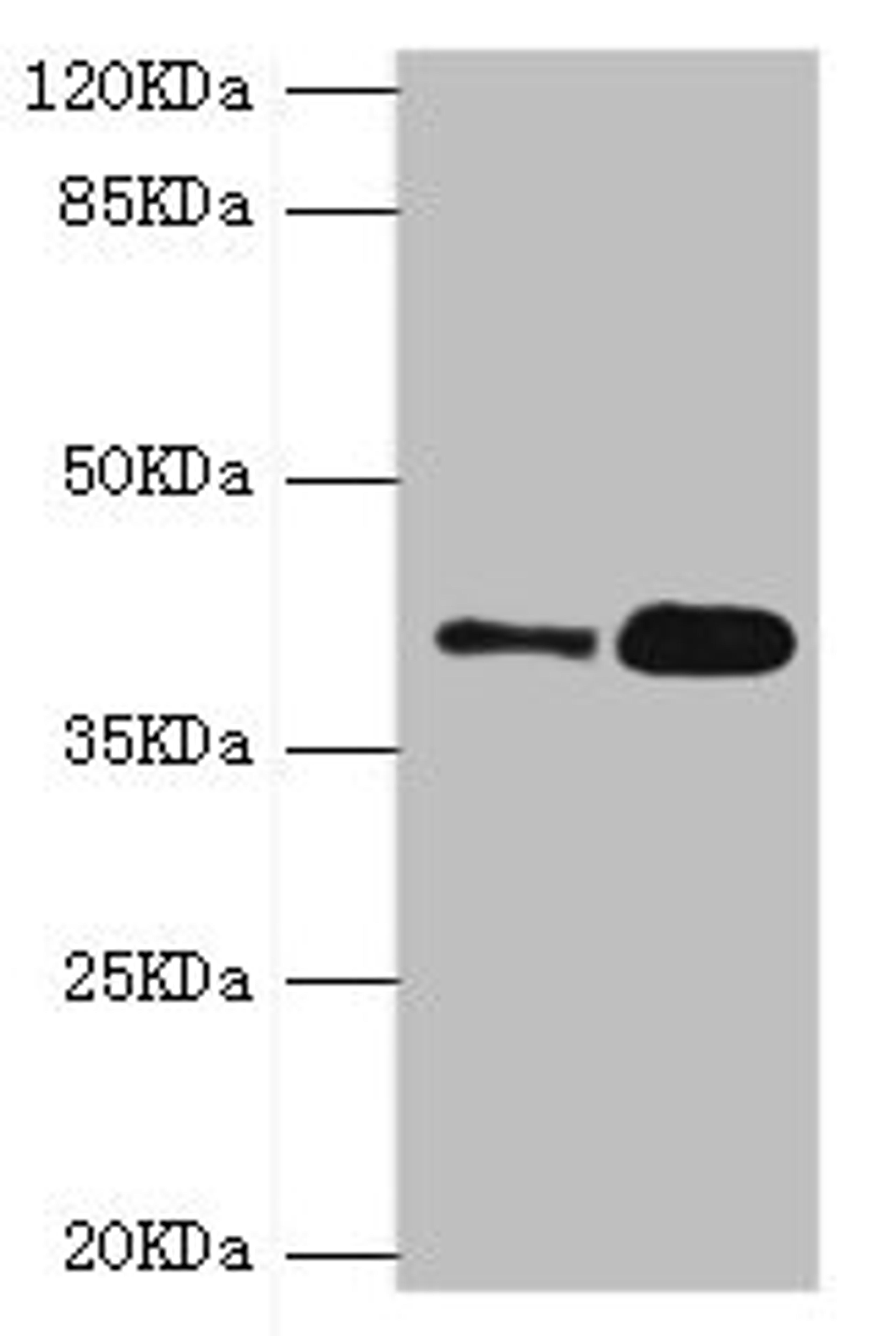 Western blot. All lanes: GDAP1 antibody at 4.15µg/ml. Lane 1: MCF-7 whole cell lysate. Lane 2: Mouse brain tissue. Secondary. Goat polyclonal to rabbit IgG at 1/10000 dilution. Predicted band size: 42, 34 kDa. Observed band size: 42 kDa