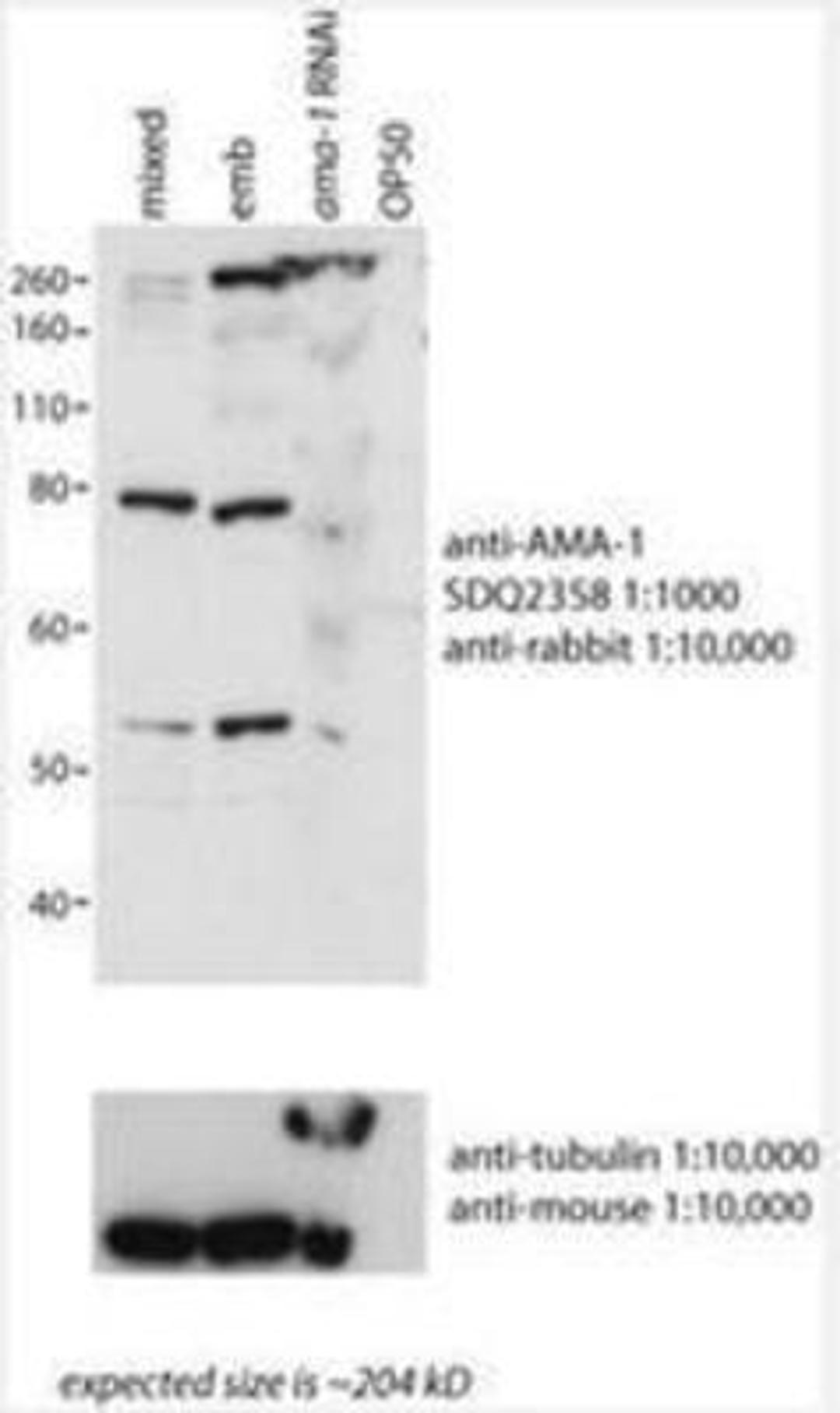 Western Blot: ama-1 Antibody [38520002] This image is specific to animal number SDQ2358