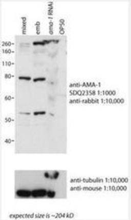 Western Blot: ama-1 Antibody [38520002] This image is specific to animal number SDQ2358