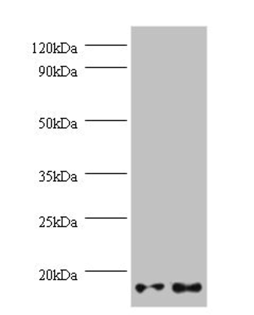 Western blot. All lanes: GEMIN7 antibody at 2µg/ml. Lane 1: Hela whole cell lysate. Lane 2: 293T whole cell lysate. Secondary. Goat polyclonal to rabbit IgG at 1/10000 dilution. Predicted band size: 15 kDa. Observed band size: 15 kDa