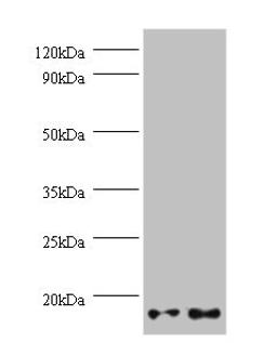 Western blot. All lanes: GEMIN7 antibody at 2µg/ml. Lane 1: Hela whole cell lysate. Lane 2: 293T whole cell lysate. Secondary. Goat polyclonal to rabbit IgG at 1/10000 dilution. Predicted band size: 15 kDa. Observed band size: 15 kDa