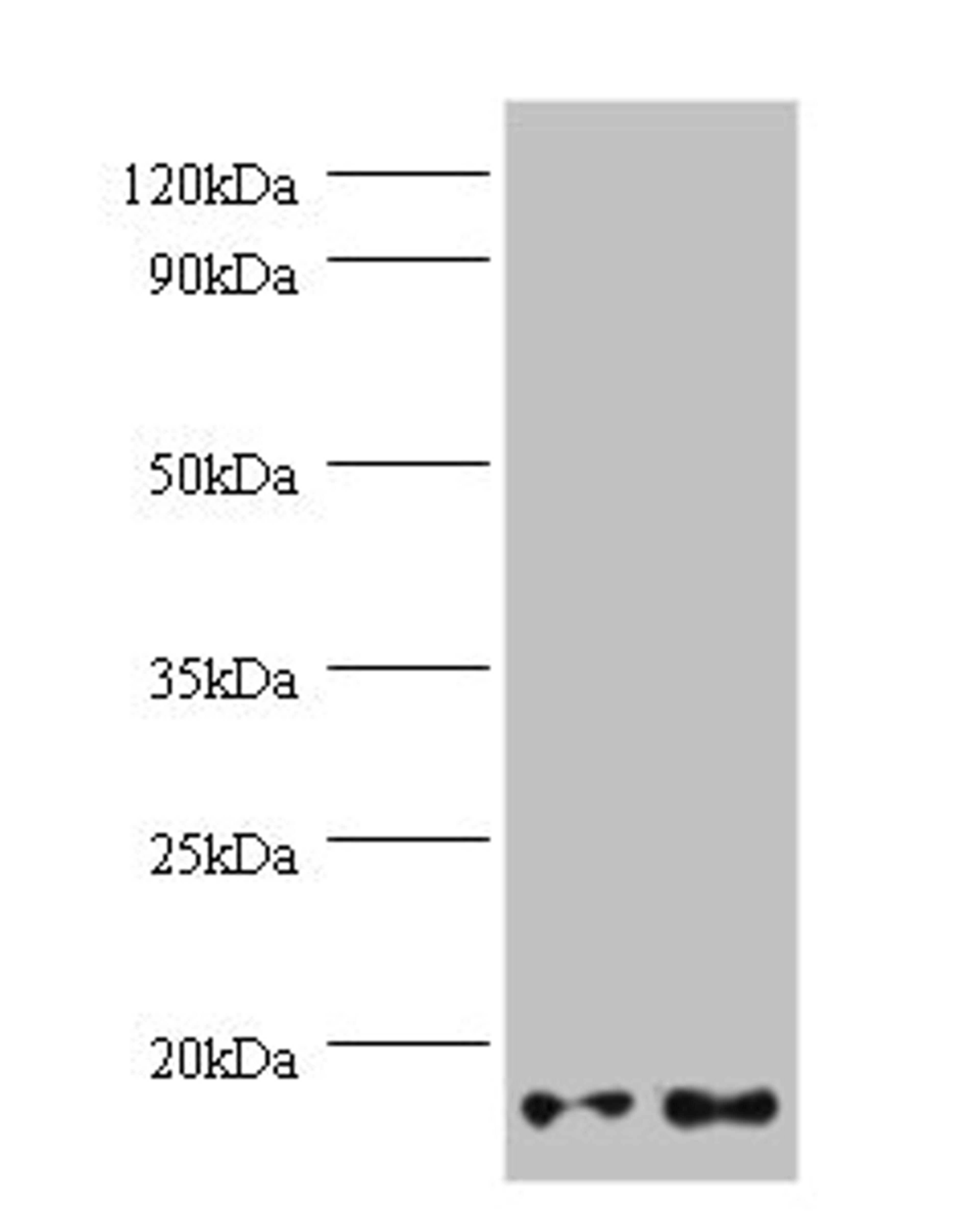 Western blot. All lanes: GEMIN7 antibody at 2µg/ml. Lane 1: Hela whole cell lysate. Lane 2: 293T whole cell lysate. Secondary. Goat polyclonal to rabbit IgG at 1/10000 dilution. Predicted band size: 15 kDa. Observed band size: 15 kDa