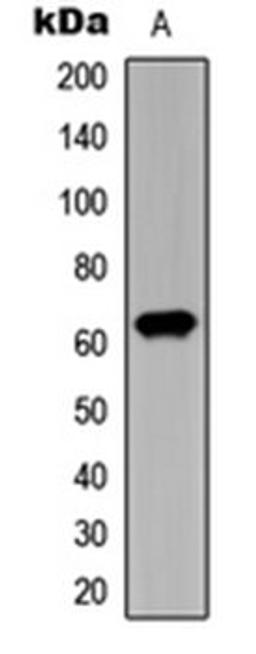 Western blot analysis of HeLa (Lane 1) whole cell lysates using CHK2 (phospho-T387) antibody